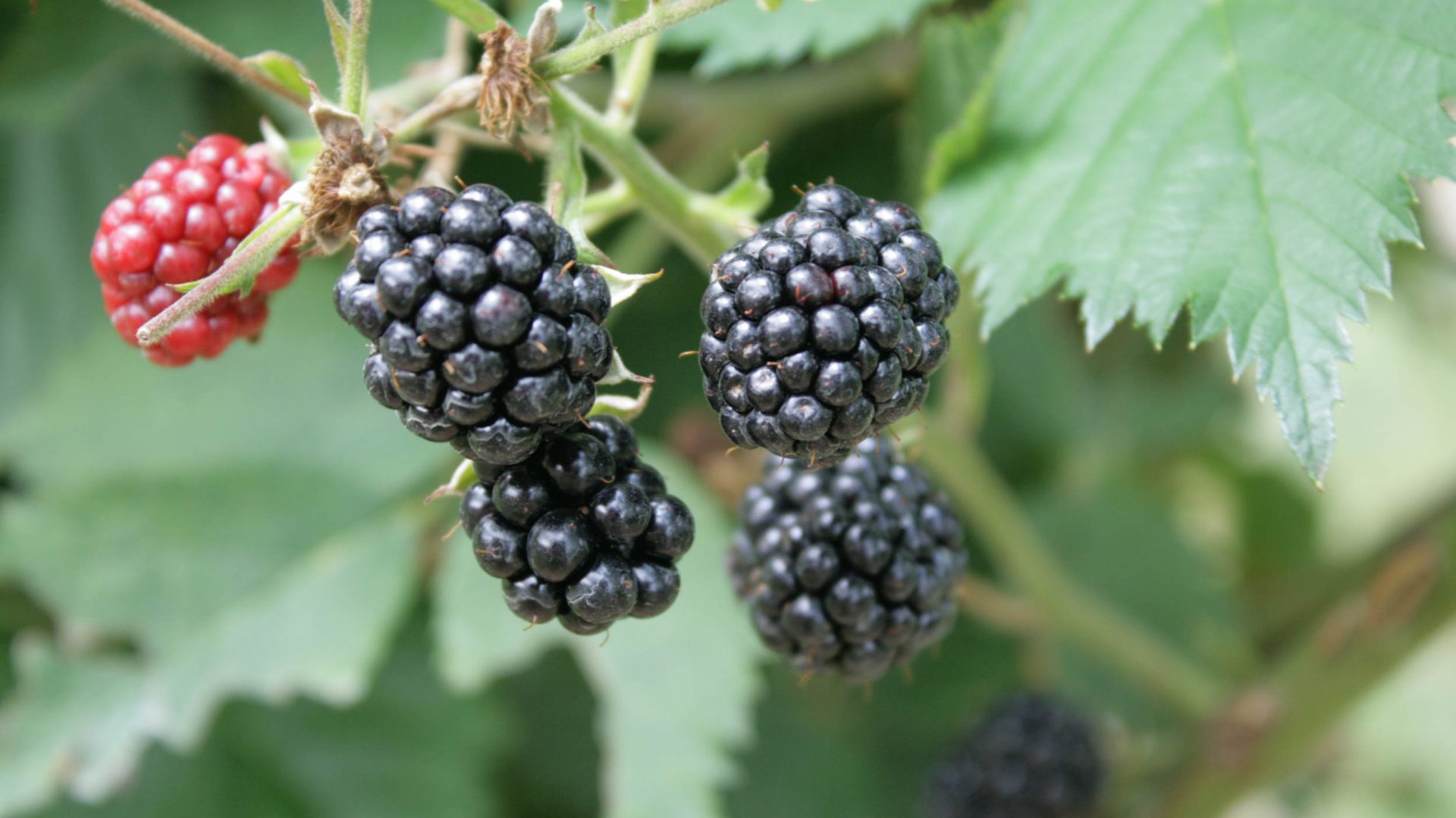 Brombeeren