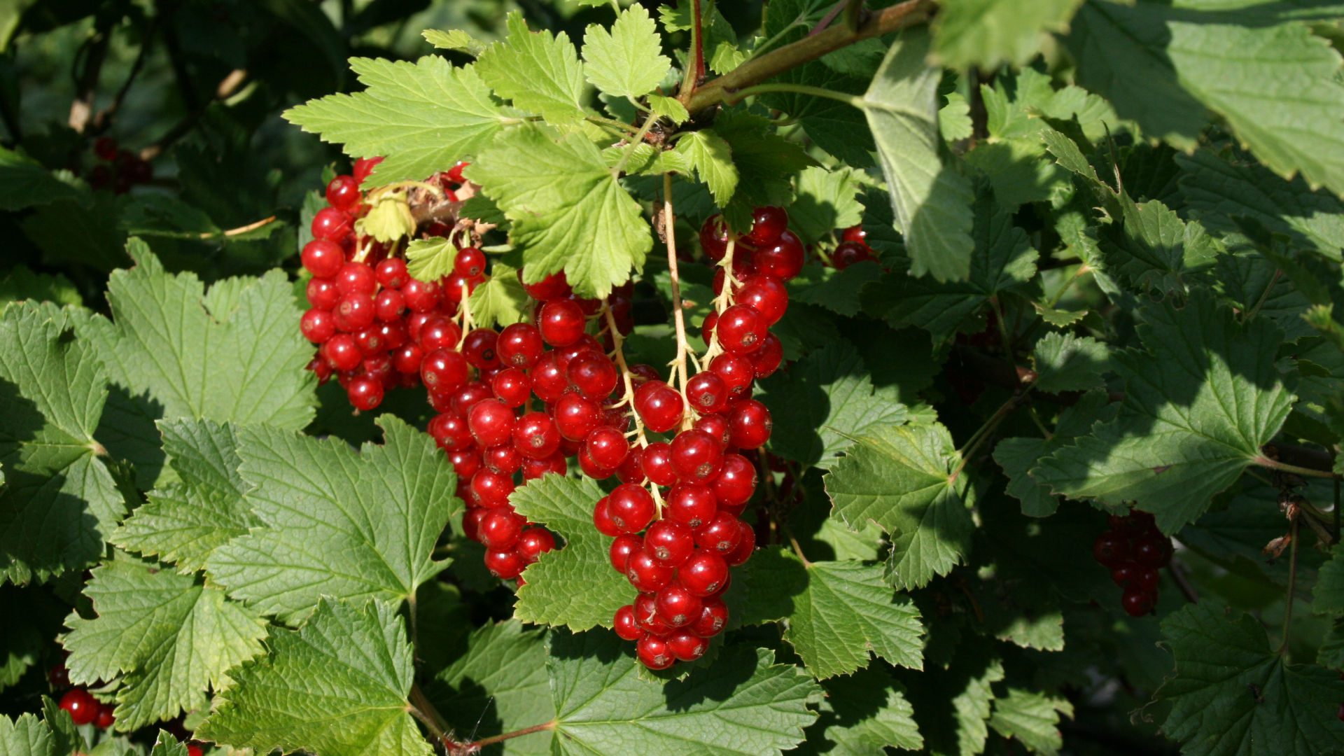 Johannisbeeren